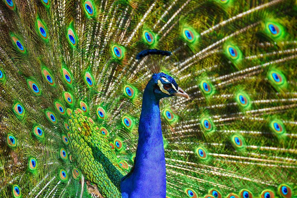 Peacock Bird Colorful