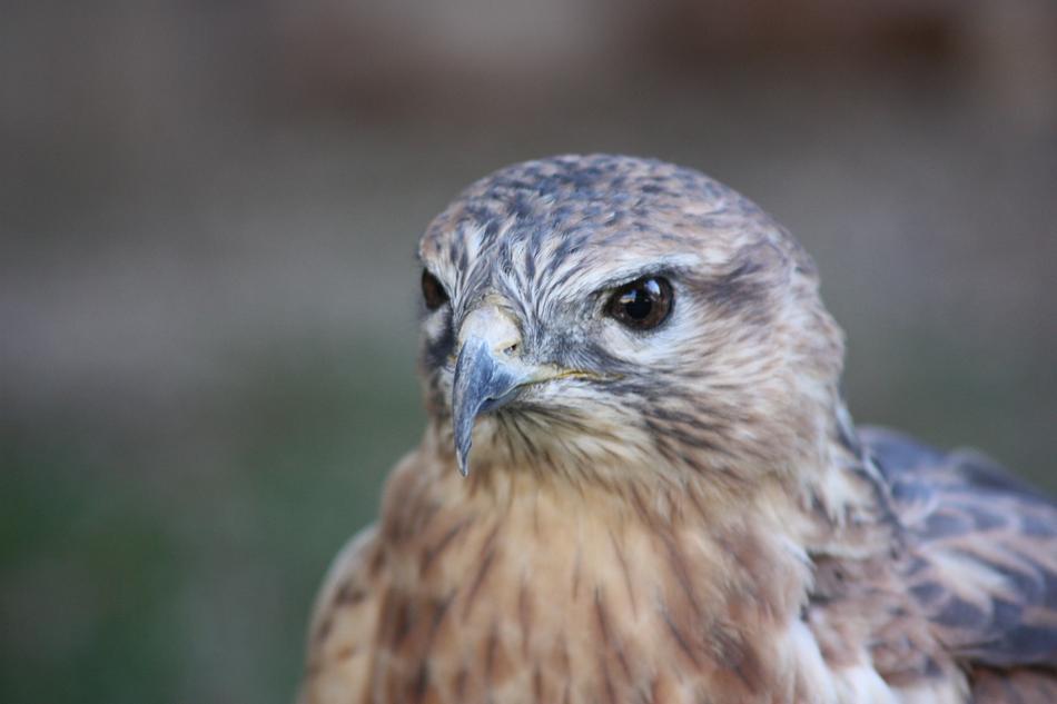 Bird Raptor Beak