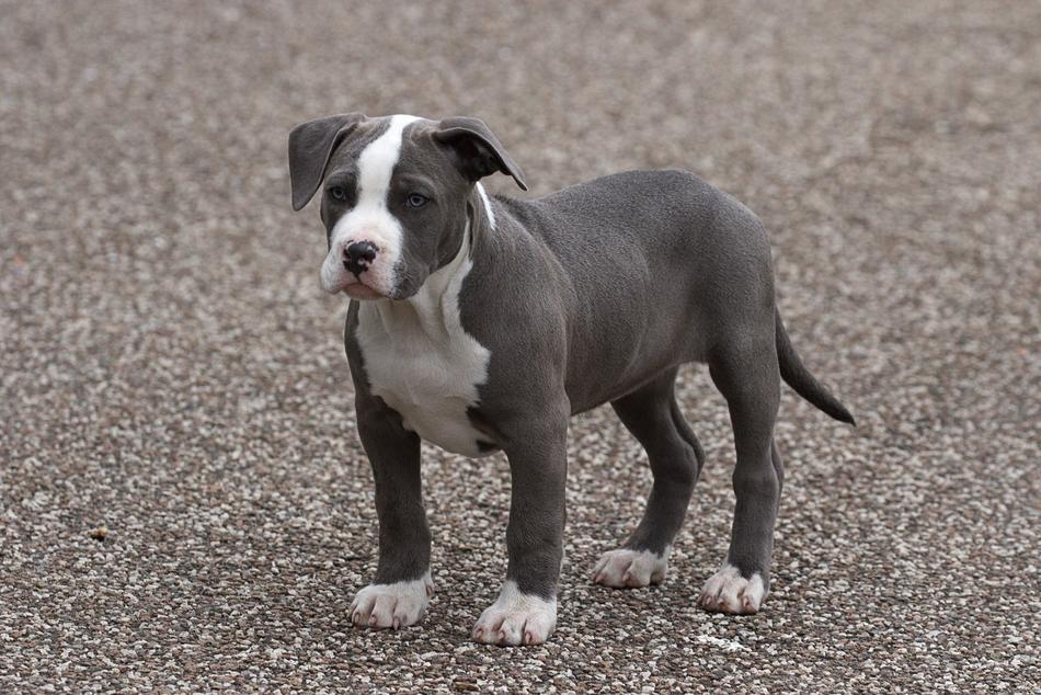 Dog Puppy Gray