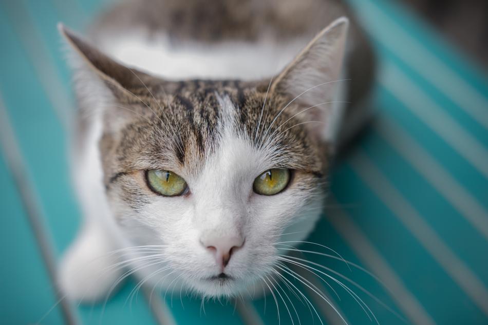 Curiosity Cat Animal