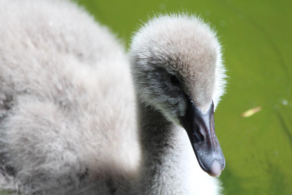 Swan Chick Black