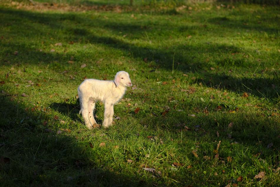 Sheep Schäfchen Lamb
