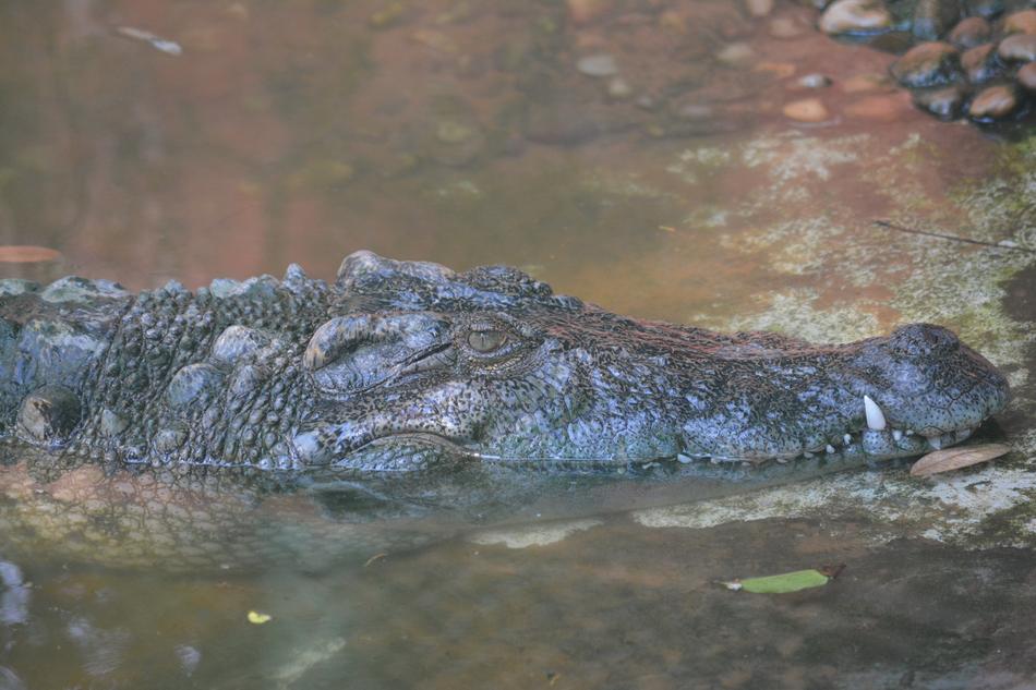 Crocodile Zoo Reptile