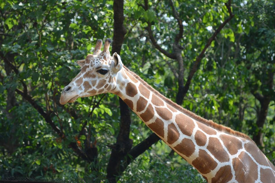 Giraffe Wild Animal