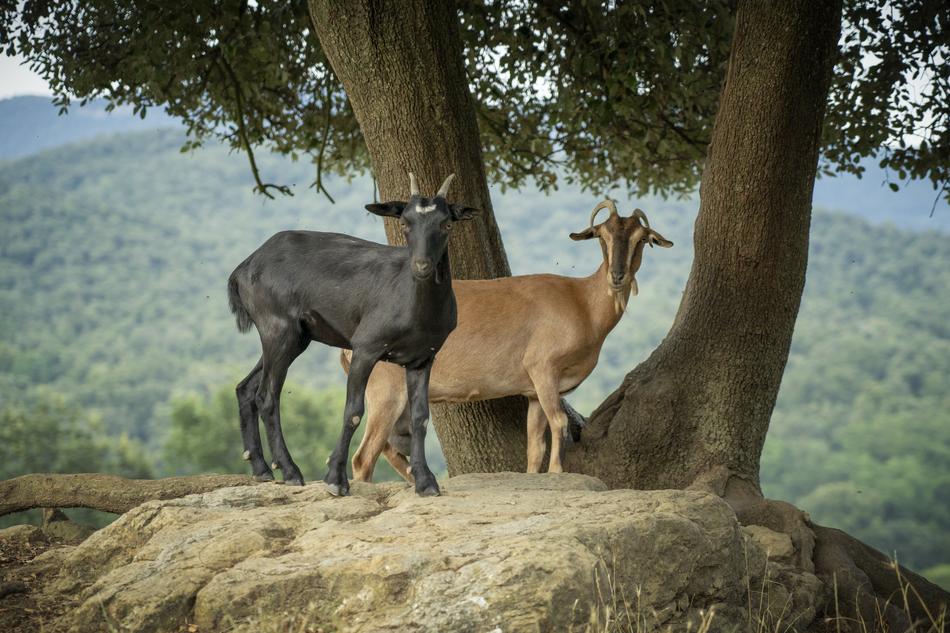 Goats Mount Horns