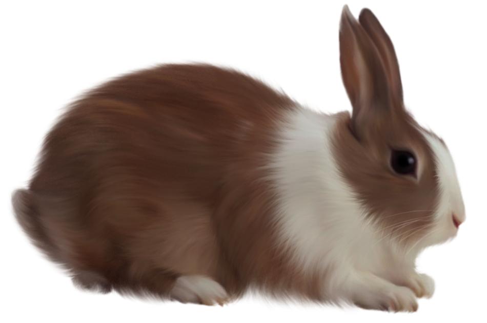 animal rabbit isolated