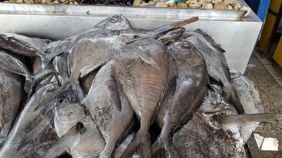big catch of raw fish