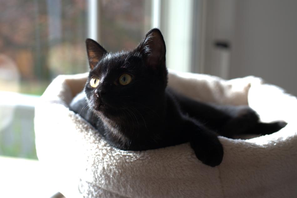Cat Black Cat'S Eyes
