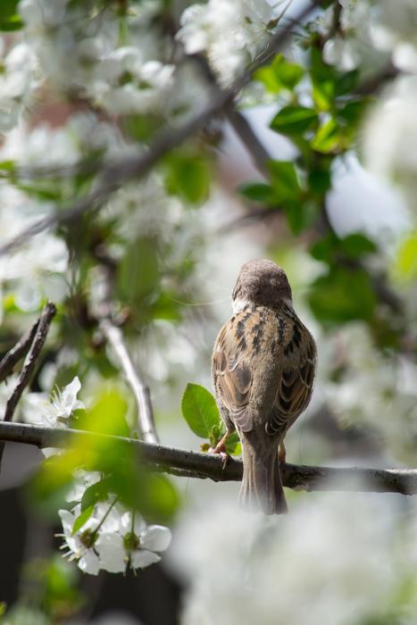 Sparrow Bird Spring