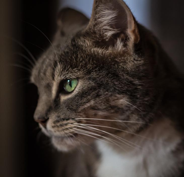Cat Stare Animal