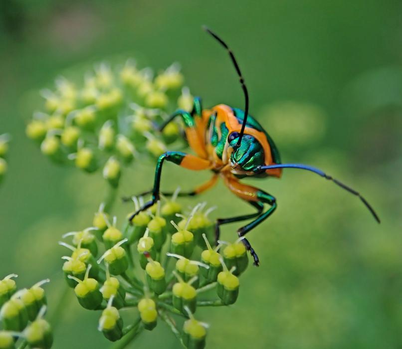 Beetle Insect Plant