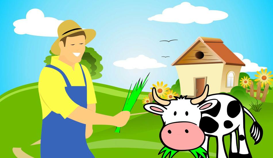 farmer cow grass eating animal