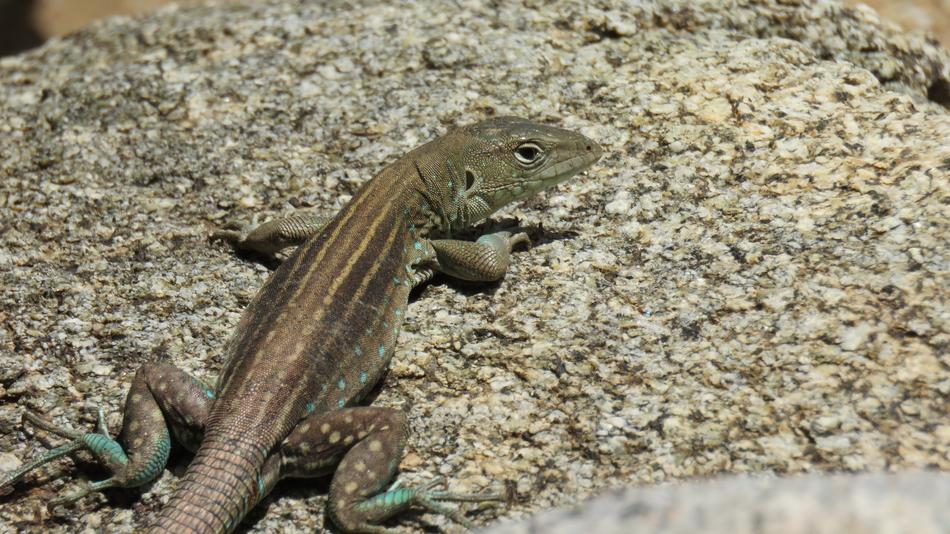Lizard Reptile Animal