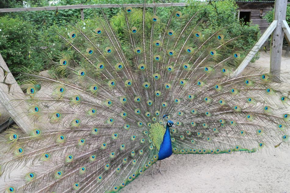 Peacock Wheel Bird