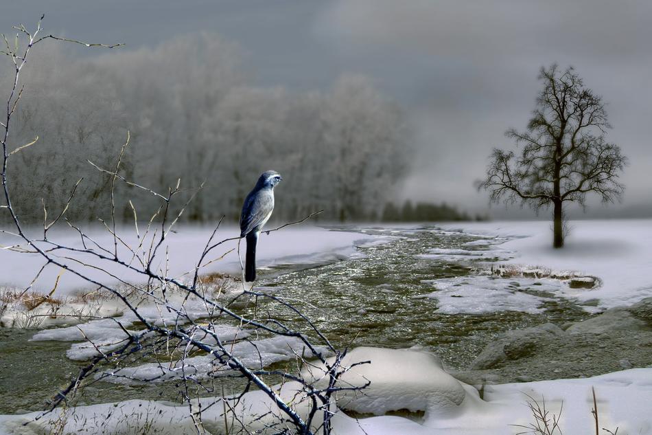Bird Winter River