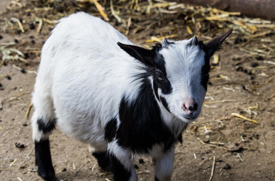 Goat Mammal Animal
