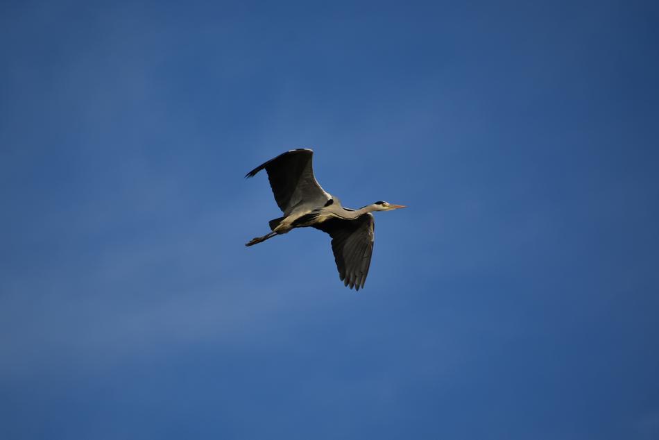 Animal Sky Bird Wild