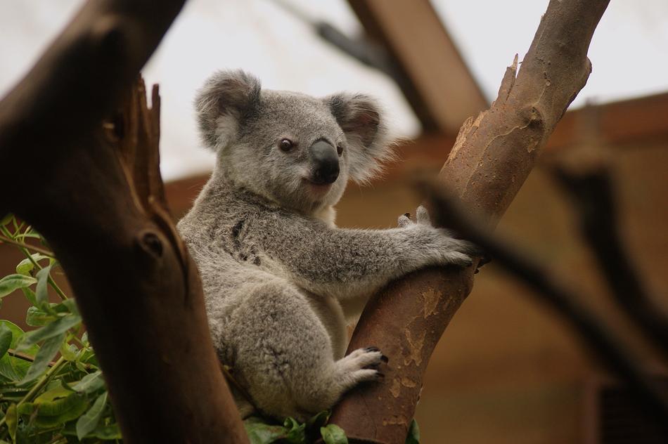 Koala Animal Animals