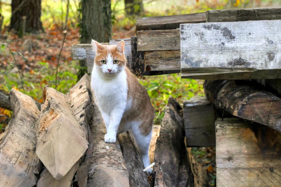 Cat Wood Animal