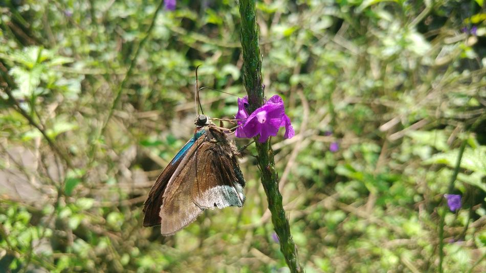 Morpho Animal Wings