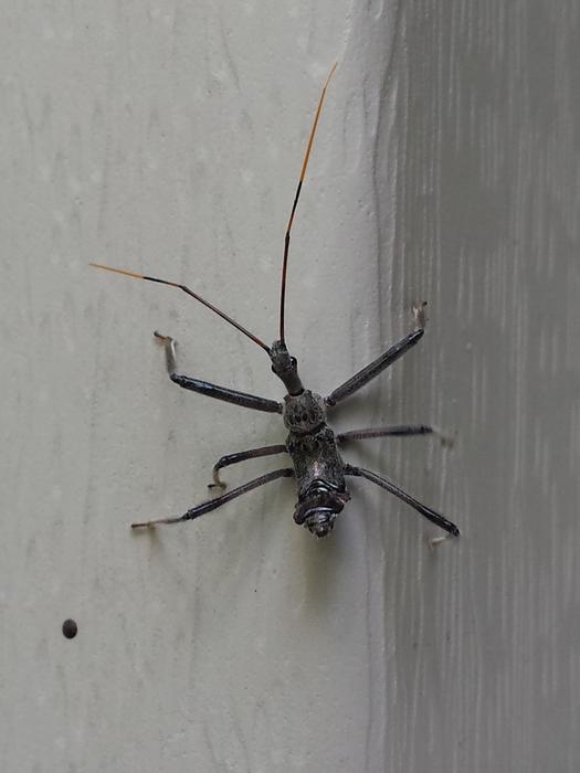 Insect Thorax