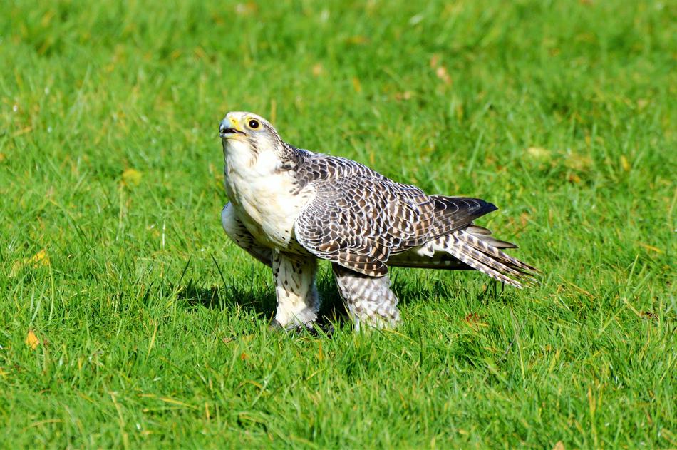 Falcon Raptor Bird Of Prey