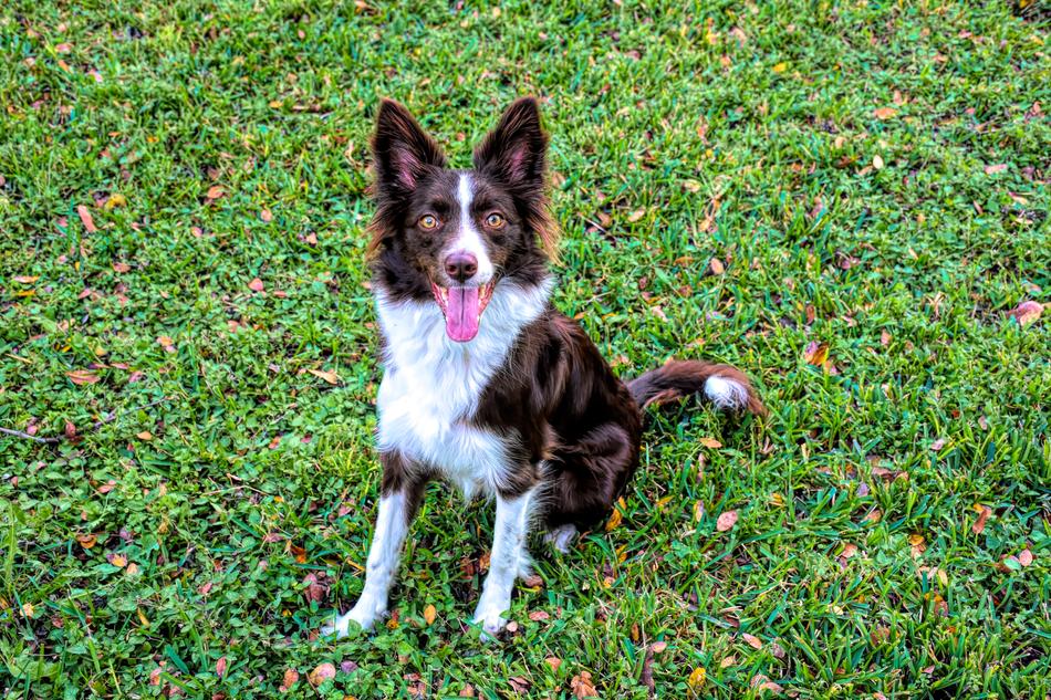 Border Collie Dog Pet