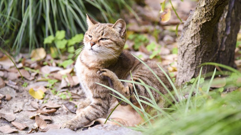 Cat Kitty Kitten