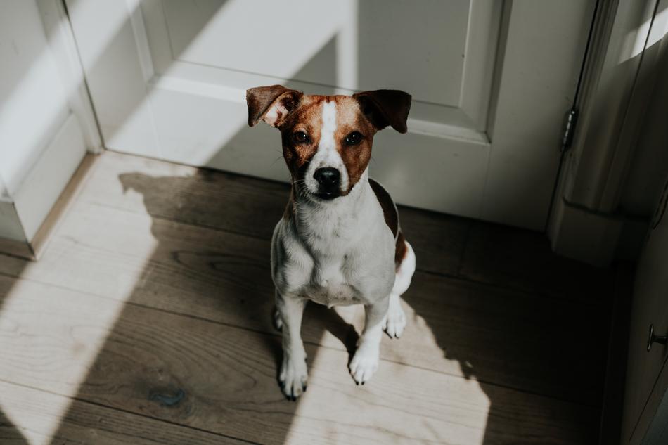 Puppy Animal Cute