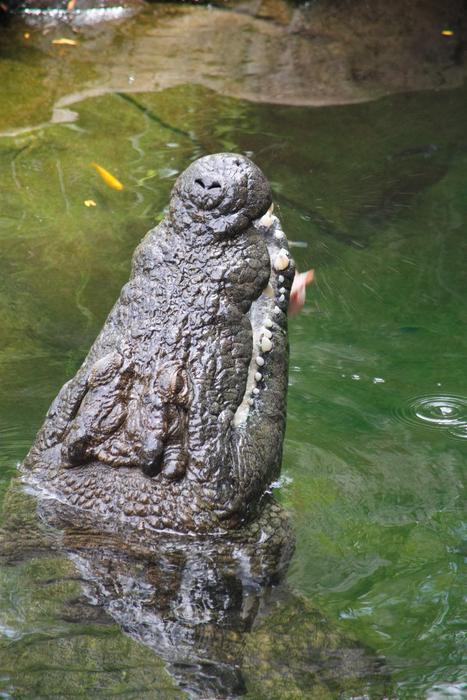Crocodile Alligator Reptile