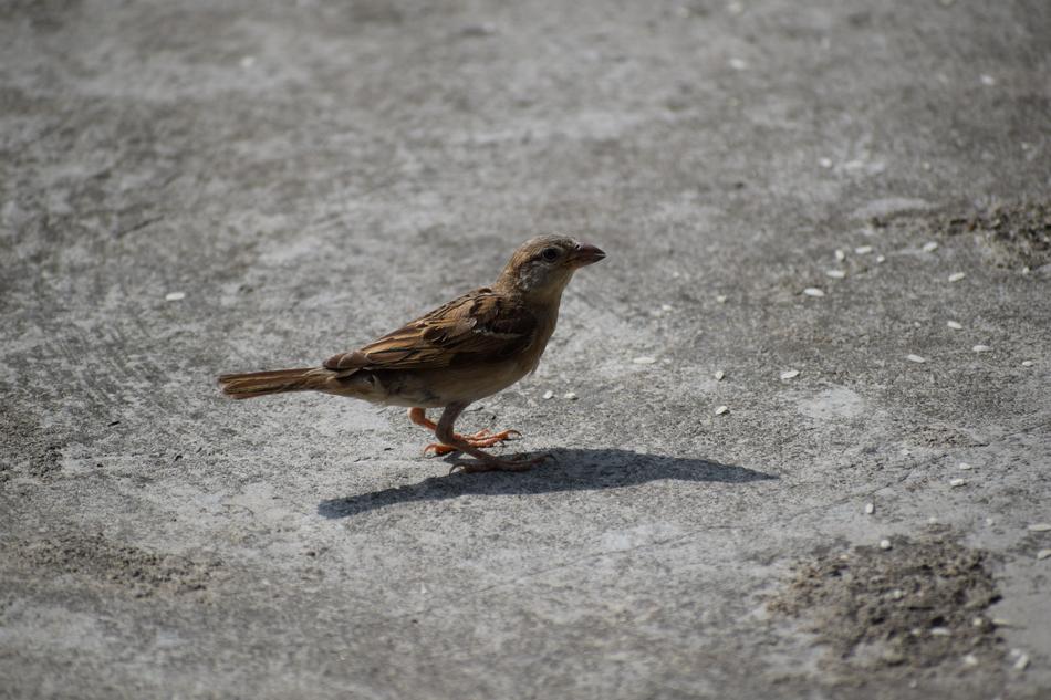 Sparrow Bird Nature