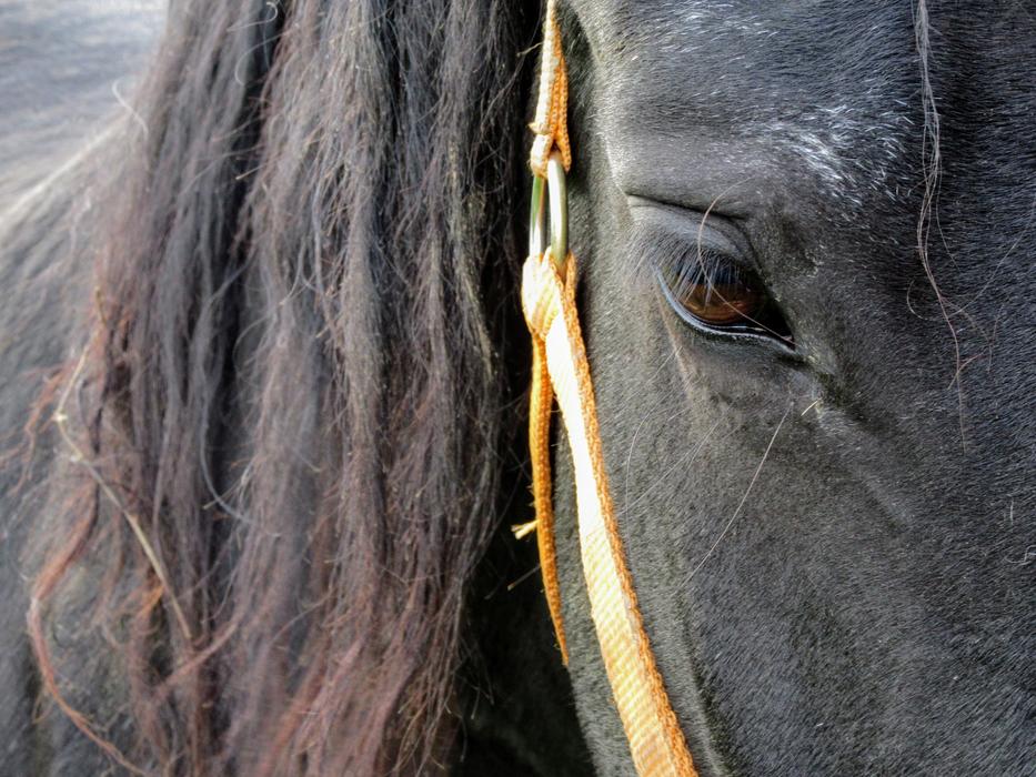 Horse Head Pferdeportrait