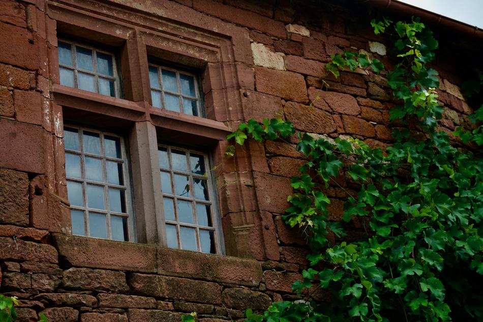 Window Vine Leaves