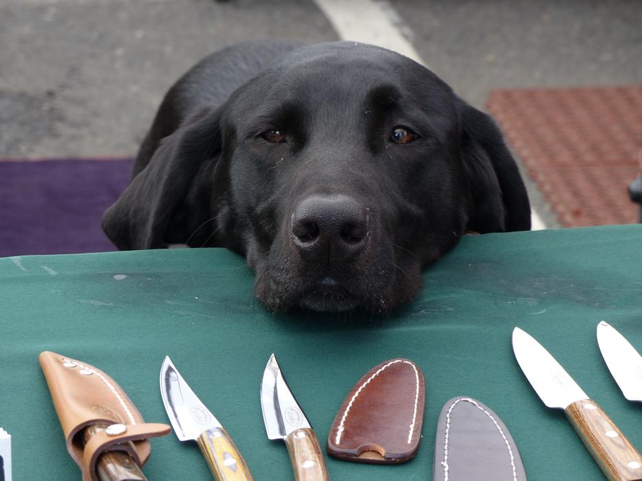 Dog Mammal Friend