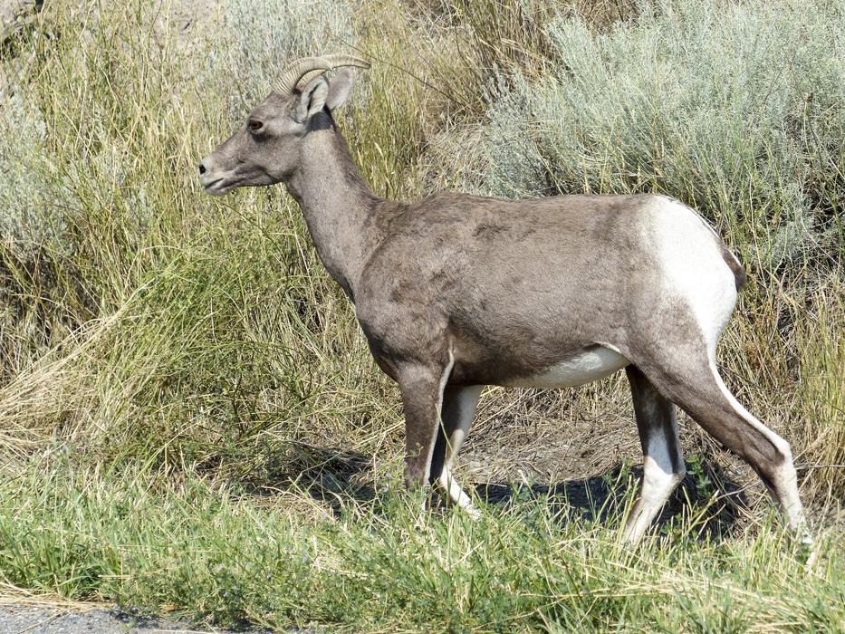 Big Horn Sheep Wildlife Animal
