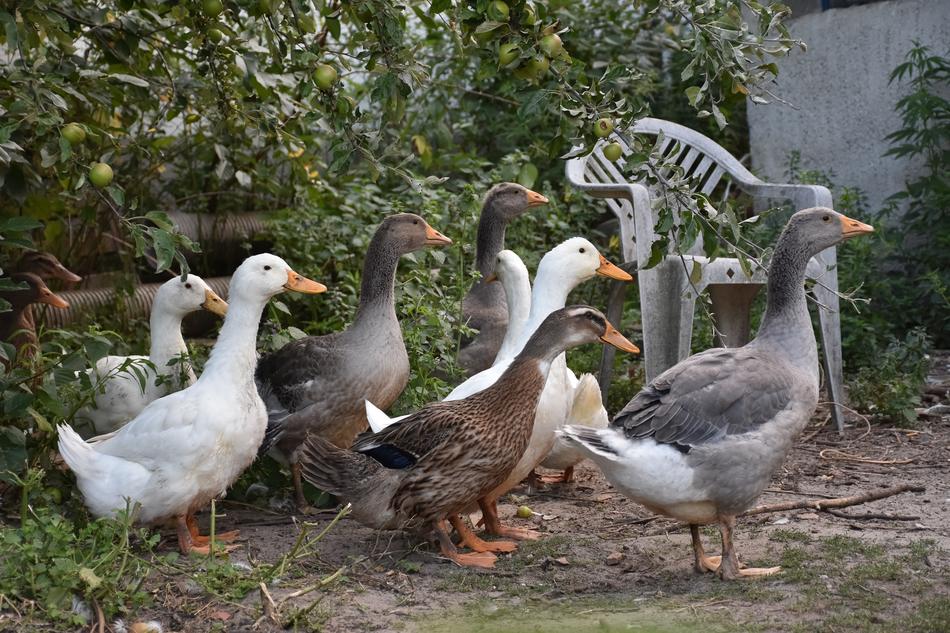 Ducks Poultry Animals