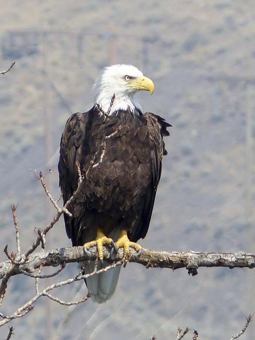 Bald Eagle Bird Wildlife