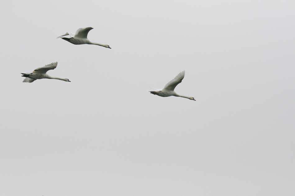 Swan Flying Sky