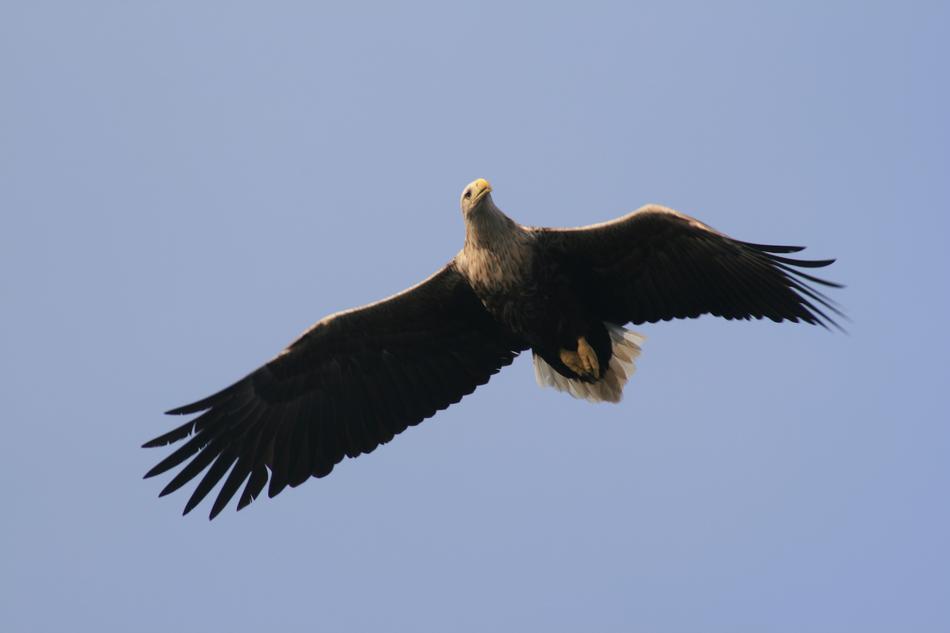 Adler Bird Raptor