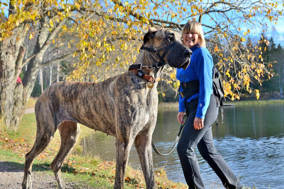 Dog Nature Animal
