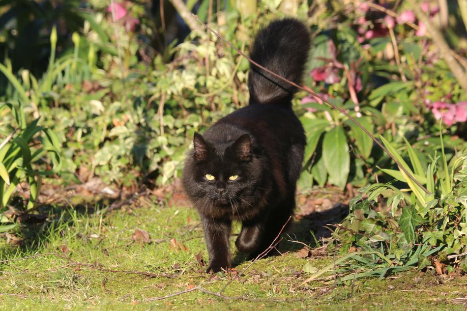 Cat Black Animal