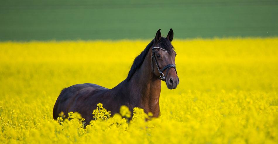 Horse Field Rapeseed