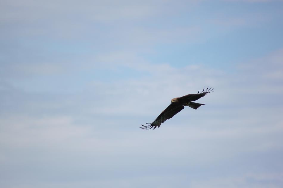 Golden Eagle Bird Flight