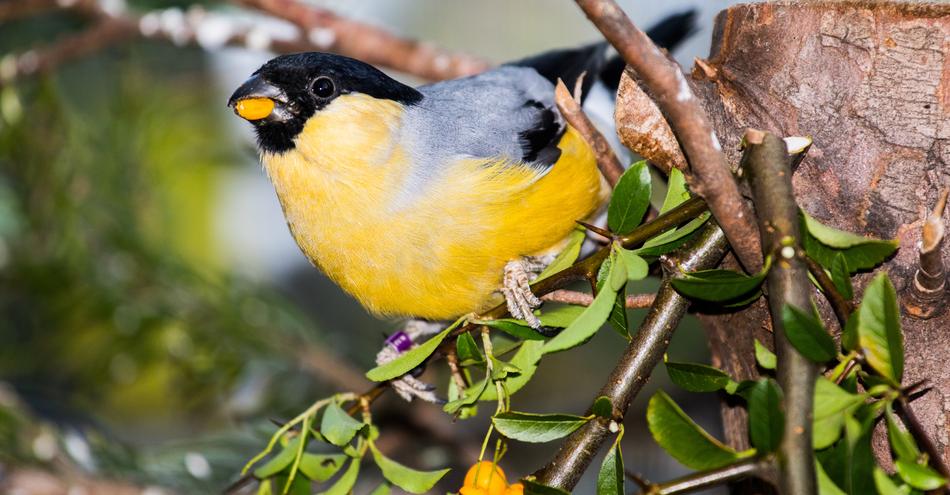 Bullfinch Gimpel Mutation