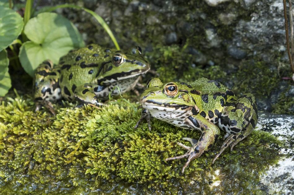 Frogs Water Frog Green