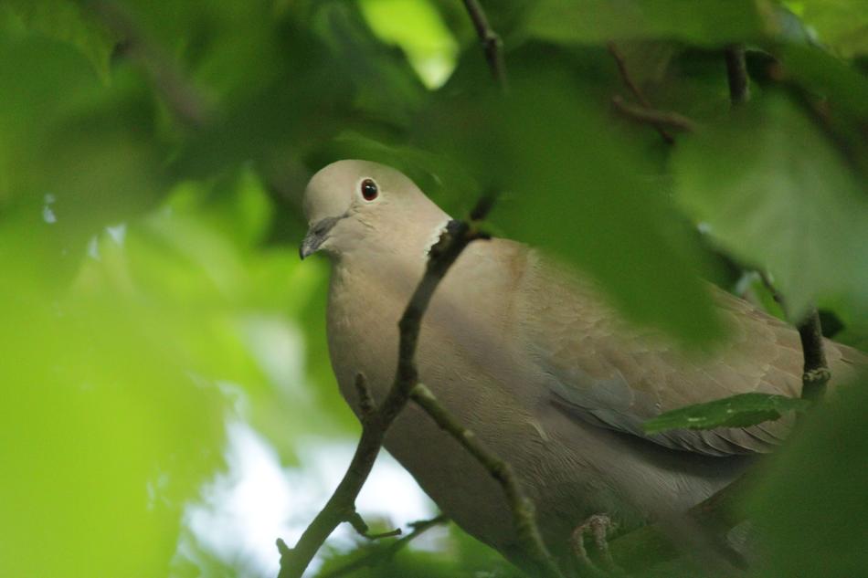 Bird Collared Dove Garden
