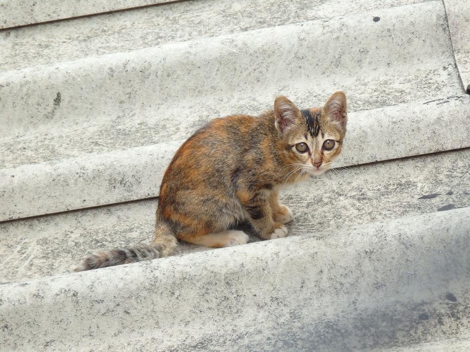 Cat Roof Animal