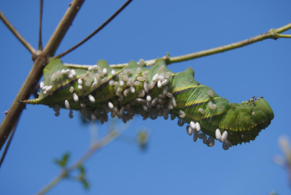 Caterpillar Tobacco