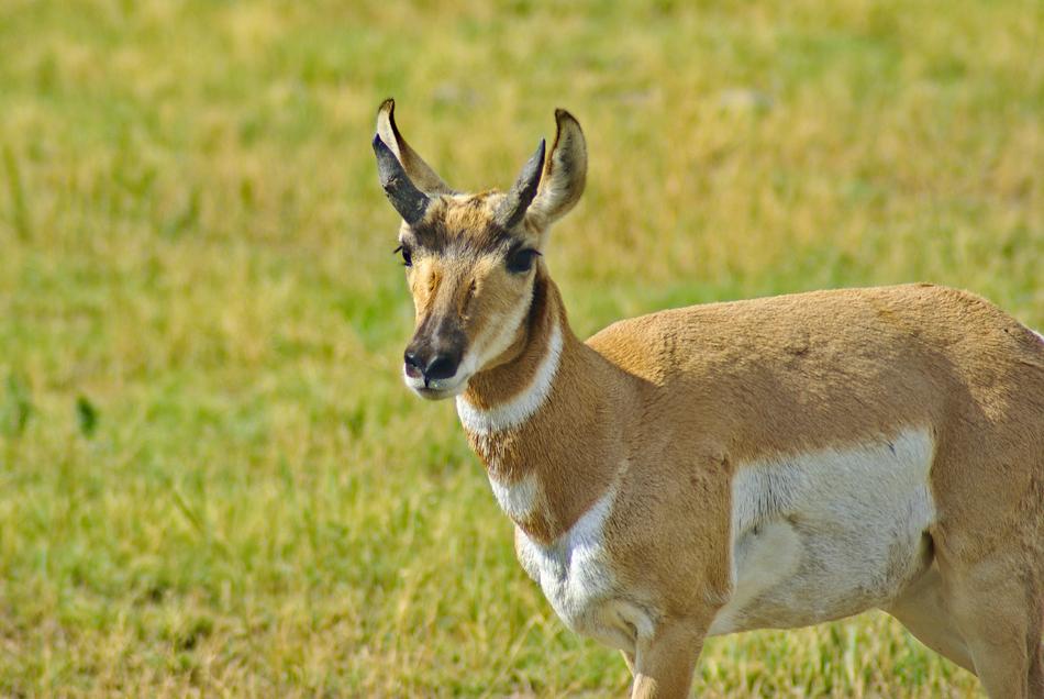 Pronghorn In South Dakota Antelope