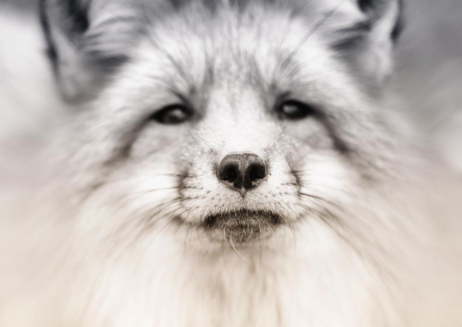 Veterinarian Animal Face Portrait